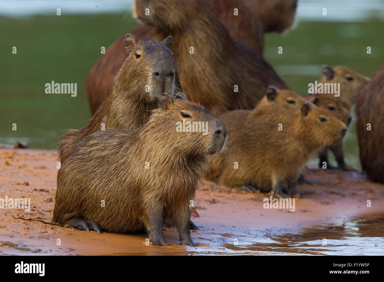 Capybara (Hydrochoerus hydrochaeris) jeune famille banc de Pantanal au Brésil Banque D'Images