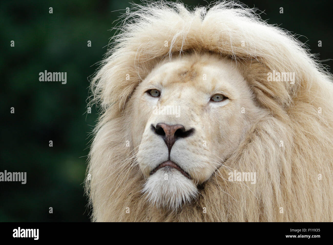 White Lion (Panthera leo) Portrait de l'homme Parc Safari Stukenbrock Allemagne Banque D'Images