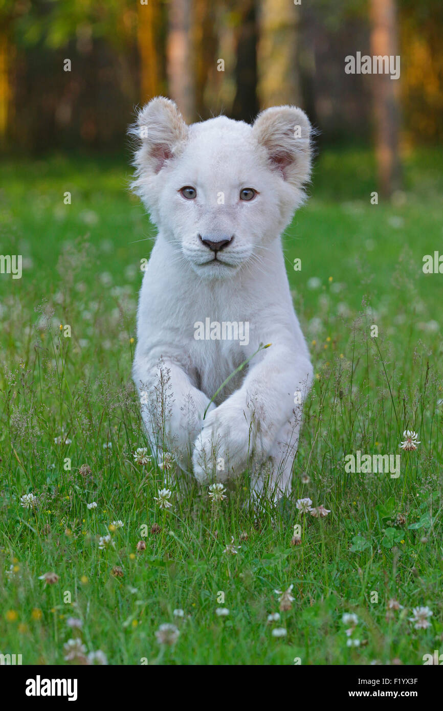 White Lion (Panthera leo) Cub exécutant Meadow Park Safari Stukenbrock Allemagne Banque D'Images