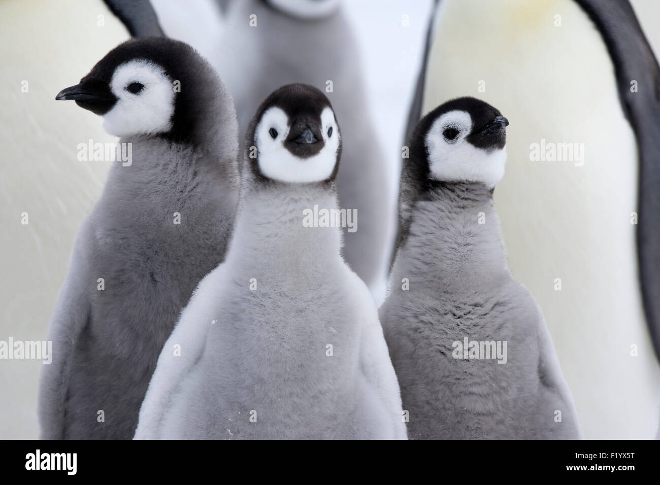 Manchot Empereur (Aptenodytes forsteri) Trio de poussins portrait Snow Hill Island Antarctique Banque D'Images