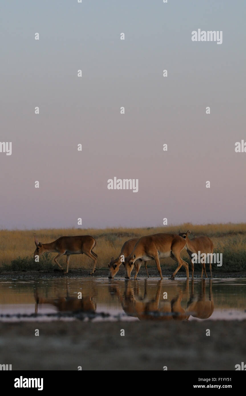 Les antilopes Saïga sauvages aux points d'eau dans la steppe du matin Banque D'Images