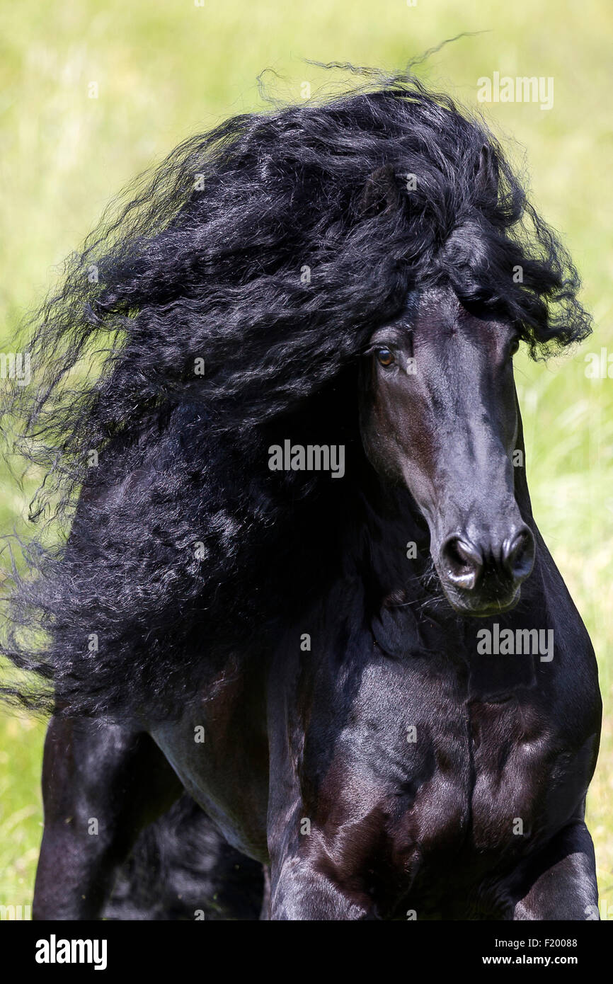 Portrait de cheval frison étalon noir mane découlant Allemagne Banque D'Images
