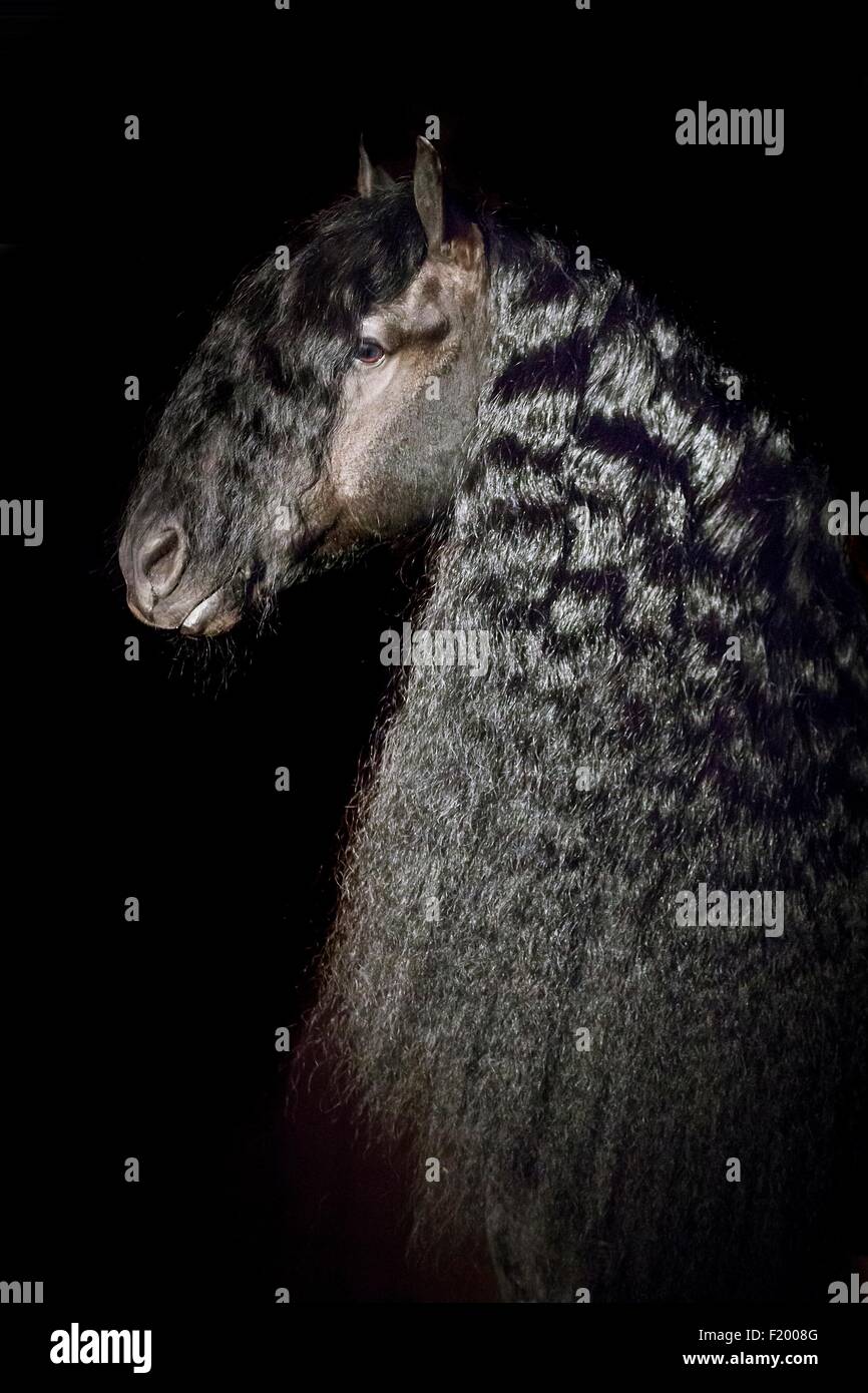 Portrait de cheval frison étalon noir sur fond noir allemagne Banque D'Images