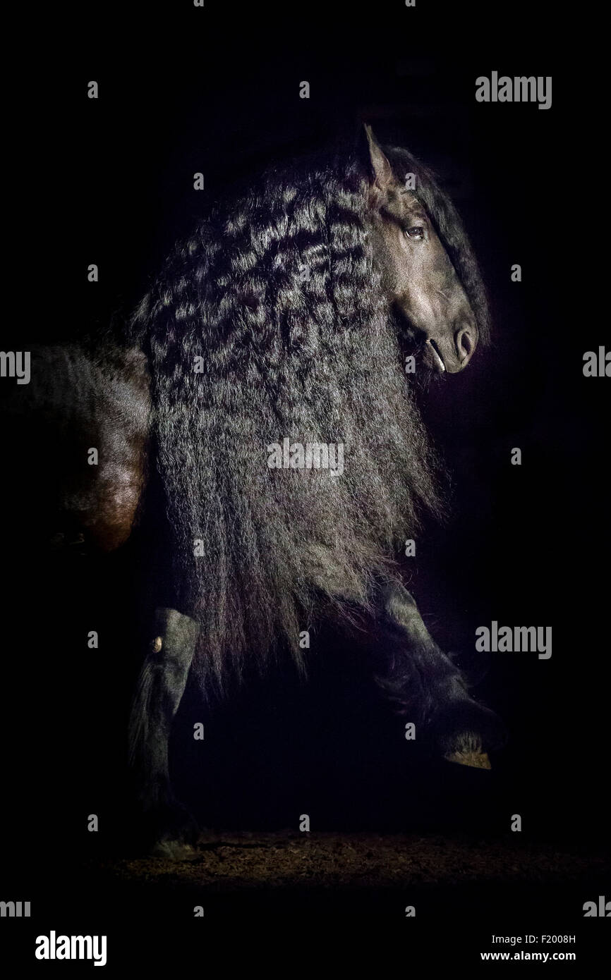 Cheval frison étalon noir marcher vu sur fond noir allemagne Banque D'Images