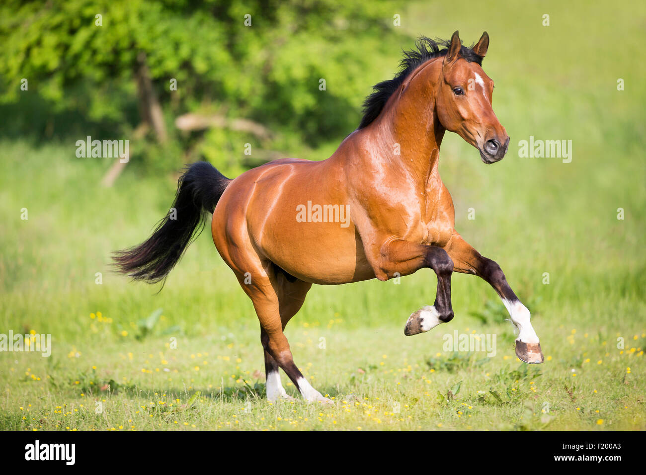 Oldenburg Horse gelding Bay pâturage galopante Allemagne Banque D'Images