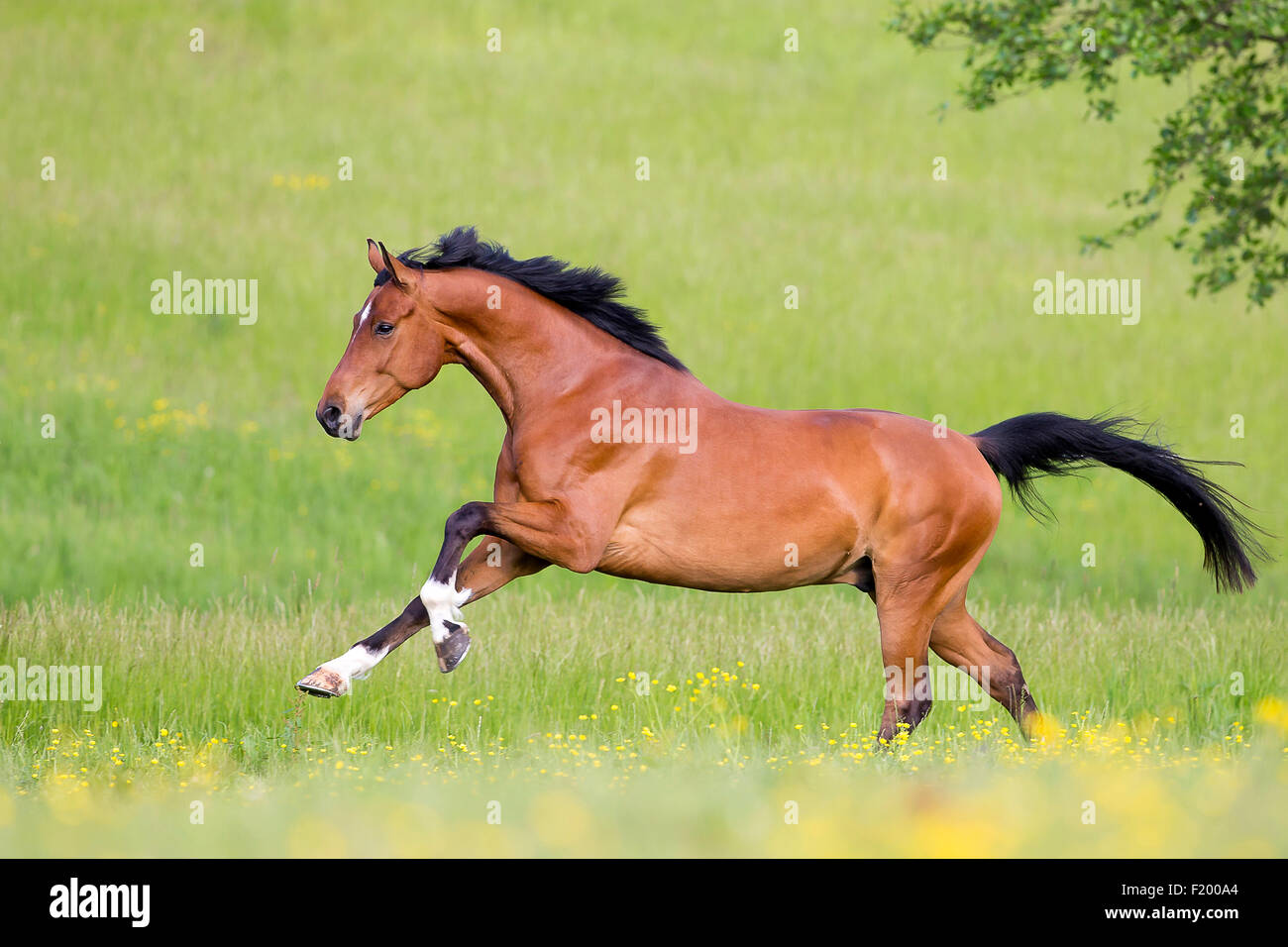 Oldenburg Horse gelding Bay pâturage galopante Allemagne Banque D'Images