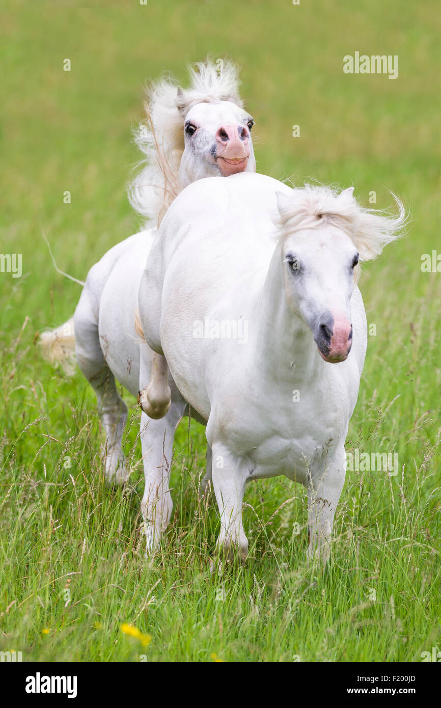 Welsh Mountain Pony étalon gris Section chasing mare Allemagne Banque D'Images