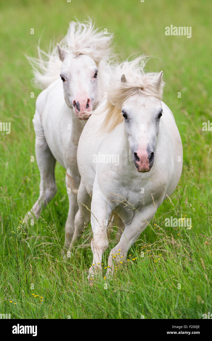 Welsh Mountain Pony étalon gris Section chasing mare Allemagne Banque D'Images