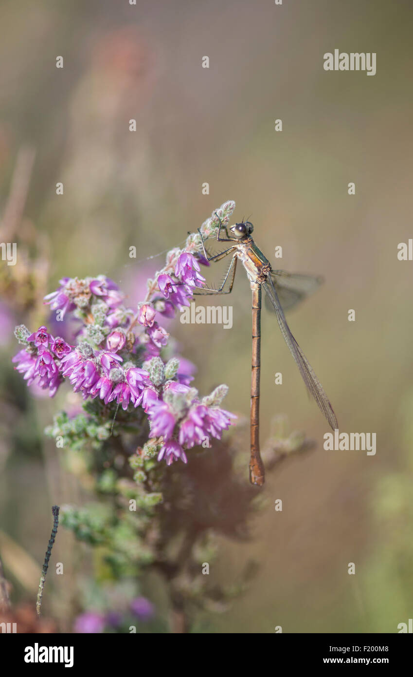 Demoiselle d'Émeraude : Lestes sponsa. Surrey, Angleterre Banque D'Images