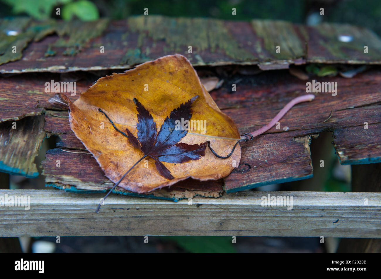 Feuilles d'automne sur le bois pourri, souligné par une seule pièce de bois massif Banque D'Images