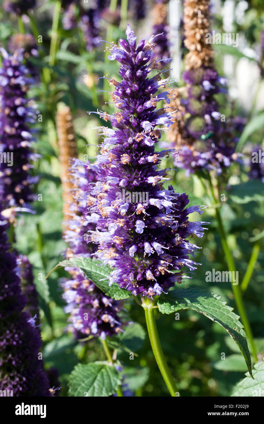 Agastache 'Black Adder' avec l'alimentation d'un papillon sur les fleurs. Banque D'Images