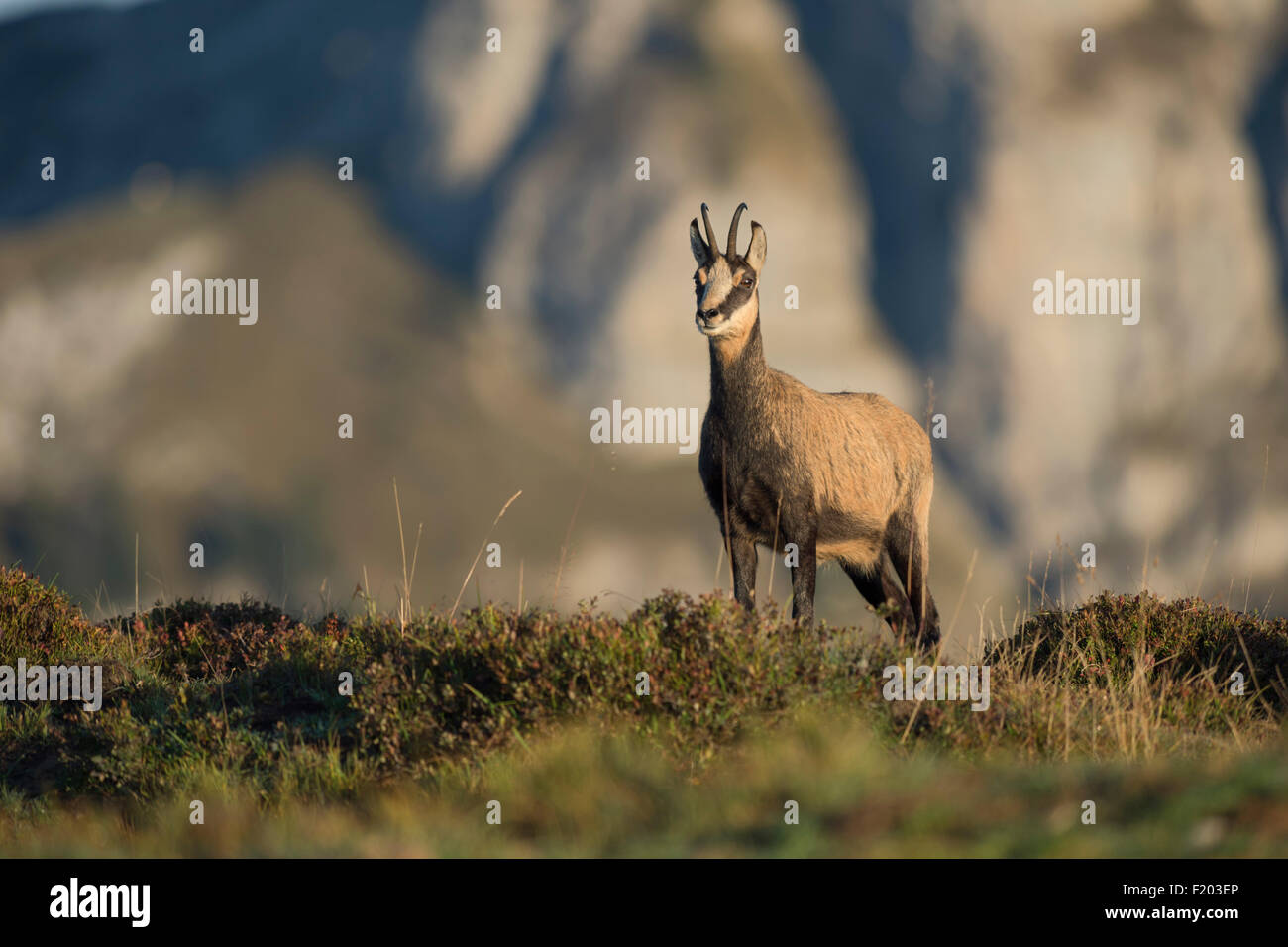 Chamois alpin / Chamois / Rupicapra rupicapra / Gams / Gämse, adulte, face à fond de montagne typique, faune, Europe. Banque D'Images