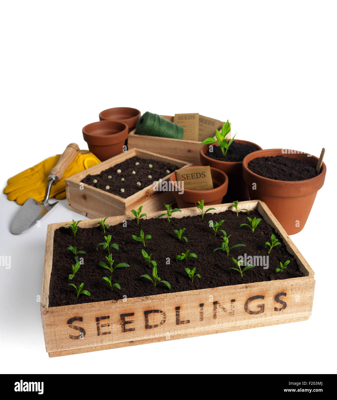 Bac à semis avec des outils de jardinage isolated on white Banque D'Images