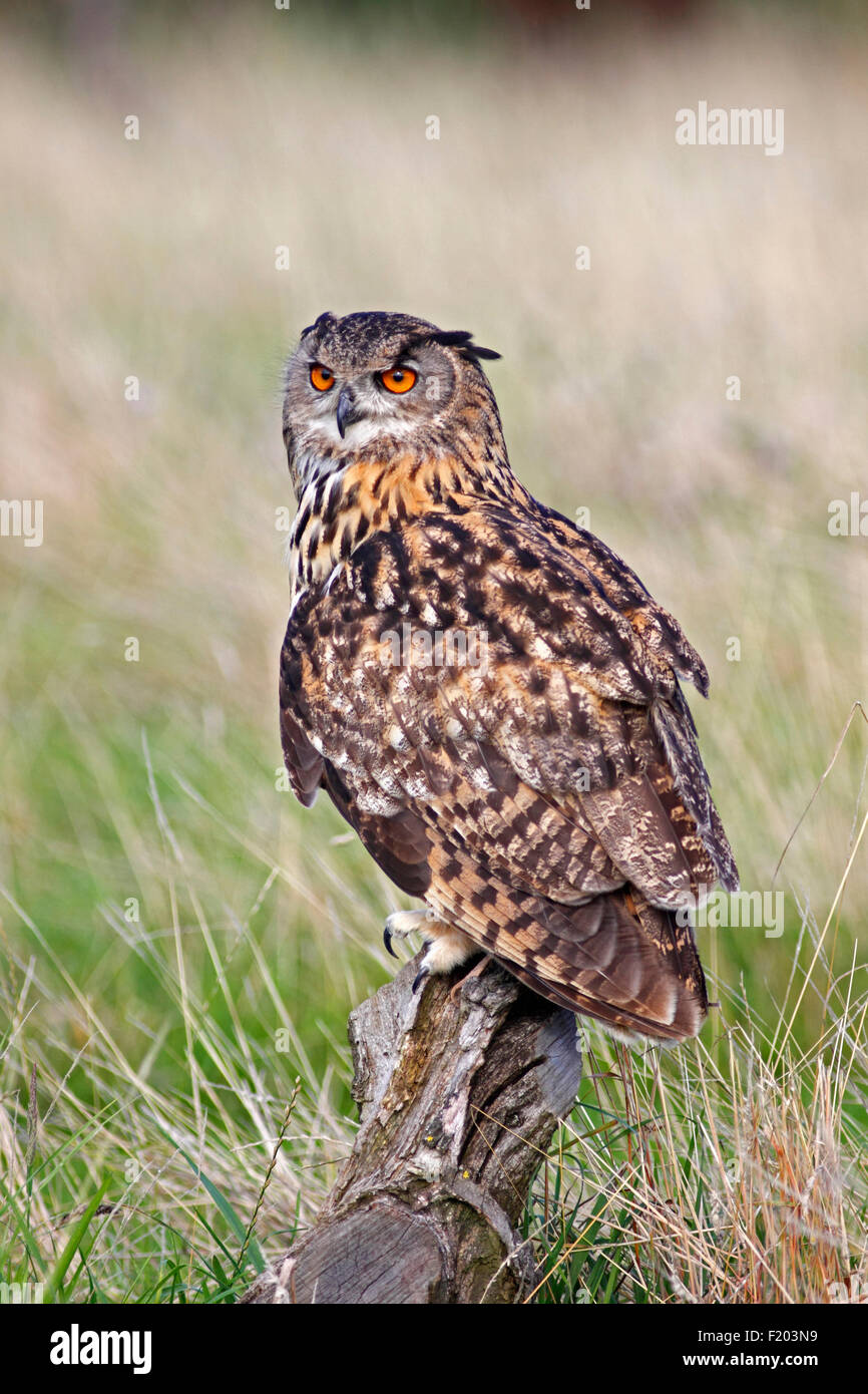 Les animaux, oiseaux, Chouette, Aigle européen d'Amérique, Bubo bubo, perché sur log in landes, Suth Ouest, Angleterre, Royaume-Uni. Banque D'Images