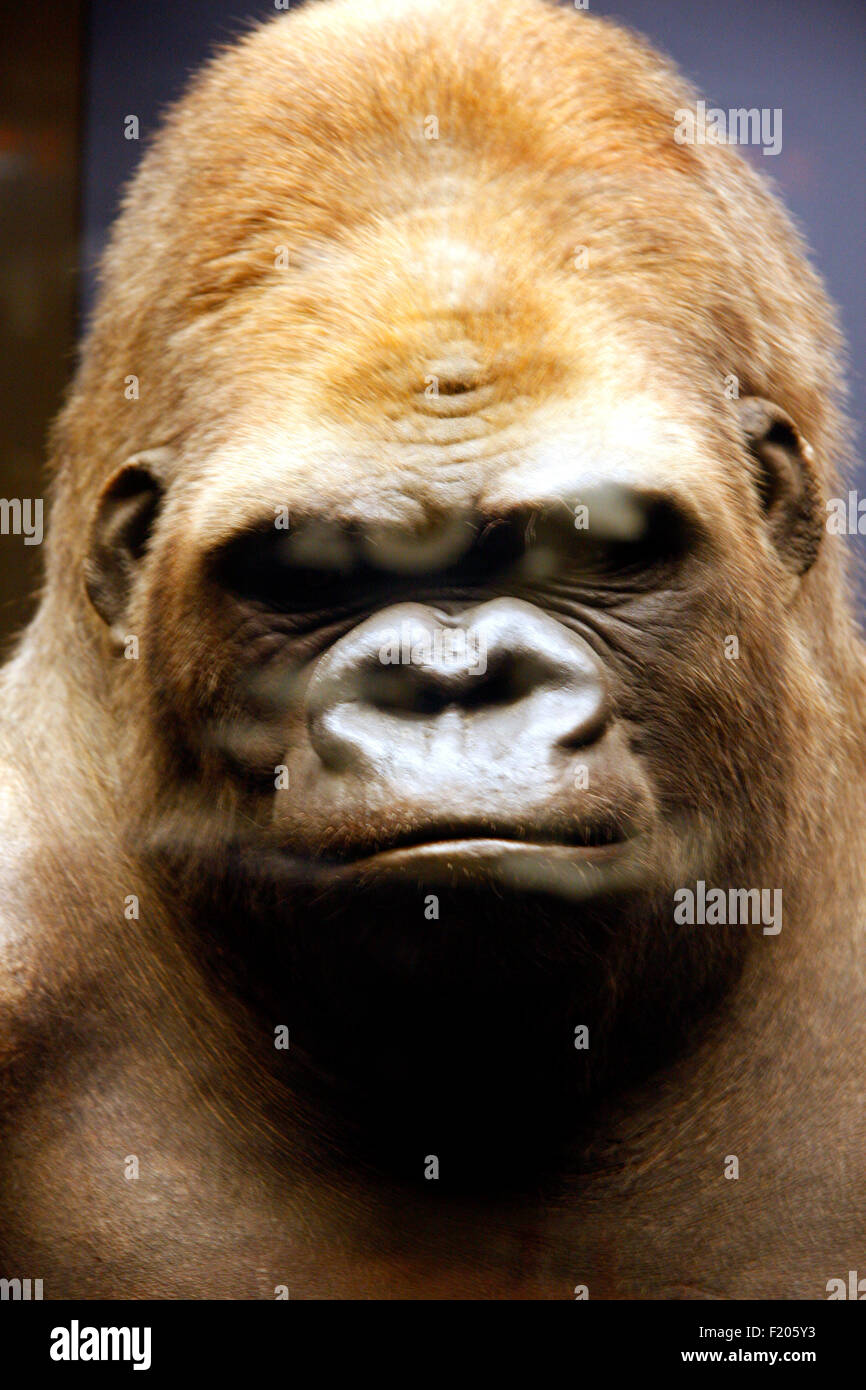 Ausgestopfte der Gorilla 'Bobby' - Exponate im Naturhistorischen Museum, Berlin-Mitte. Banque D'Images