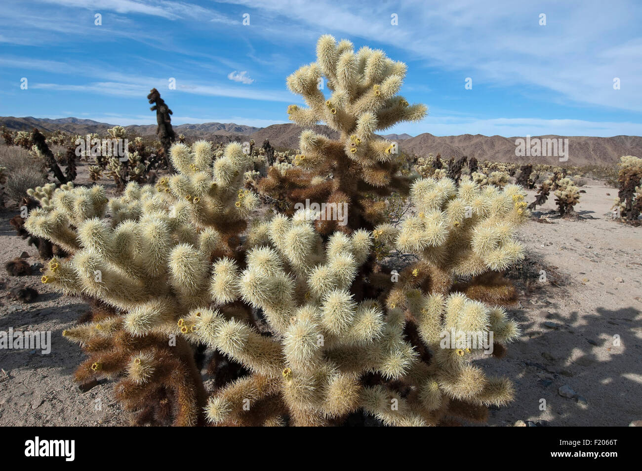 États-unis, Californie, Joshua Treee National Park, dans le jardin de cactus Cholla Cactus. Banque D'Images