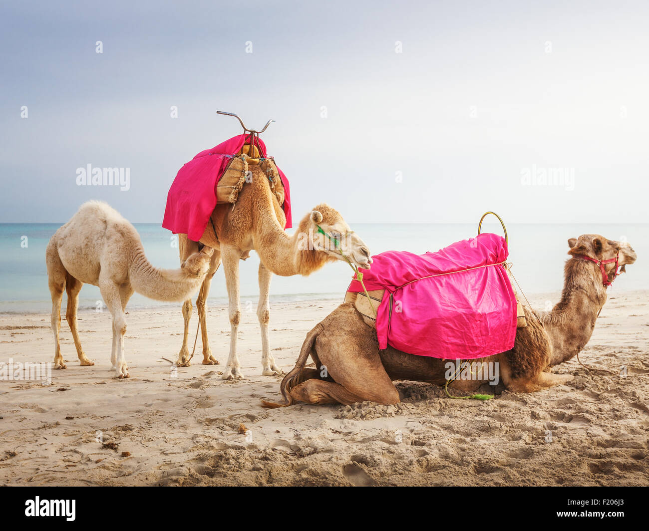 Famille avec Chameau Dromadaire bébé blanc sur la plage en Tunisie Banque D'Images