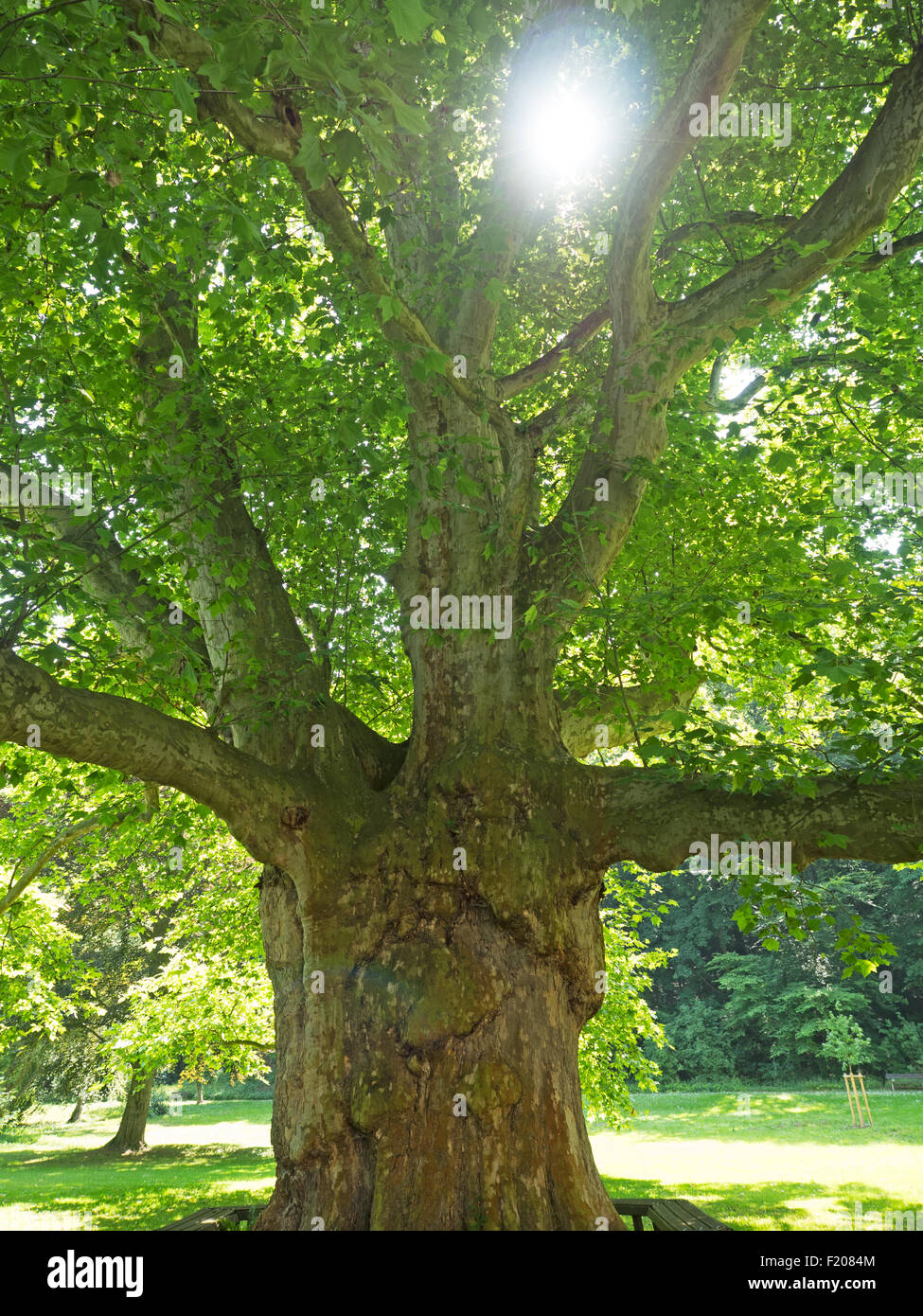 Lindenbaum im Goldenen sonne Banque D'Images