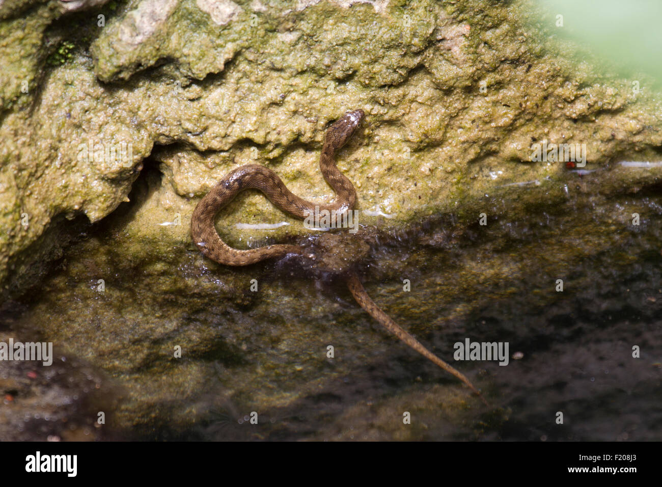 Les jeunes viperine serpent d'eau sur une rivière Banque D'Images