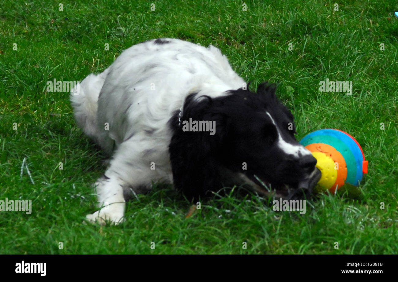 Sprocker,chien,épagneul Springer,,cocker,croix,chien Banque D'Images