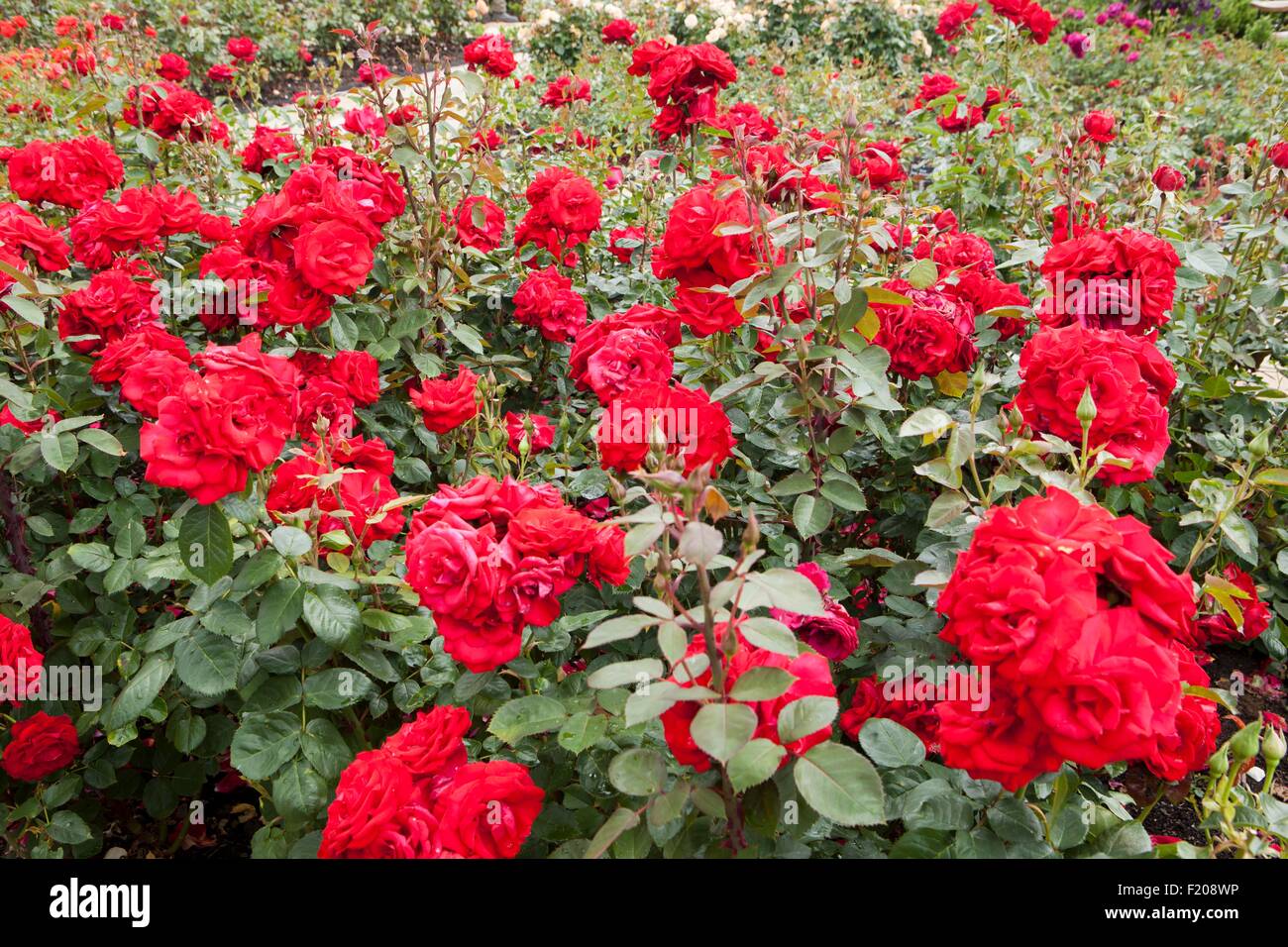 Un Runatru Invincible Rosa floribunda rose rouge vif Banque D'Images