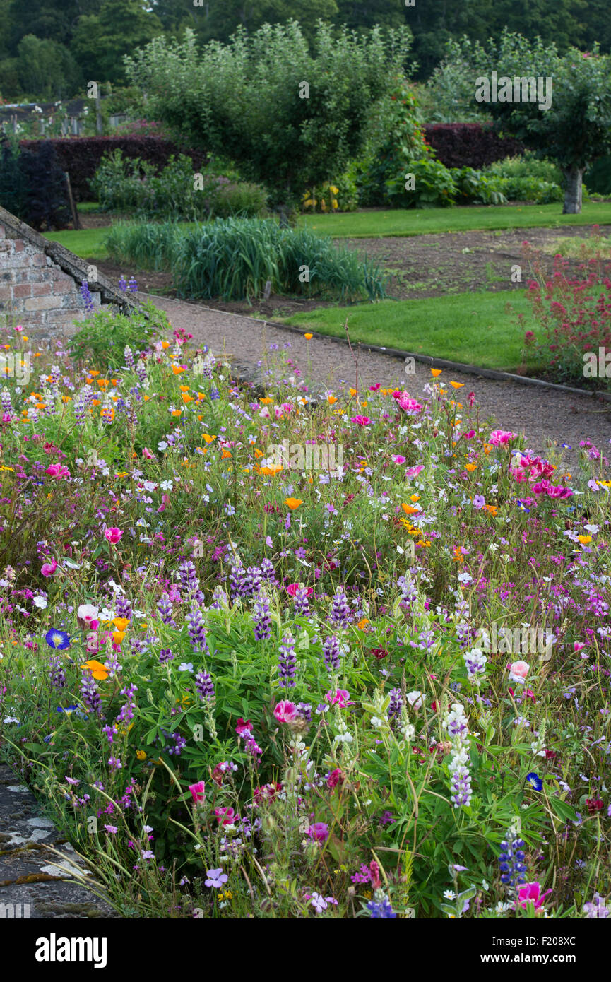 Lit de fleurs sauvages à l'intérieur du jardin clos à étages Château jardins clos de Kelso, Ecosse Banque D'Images