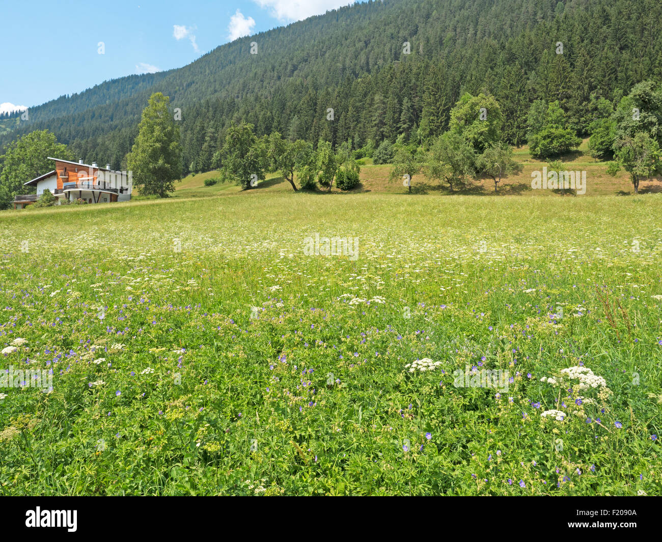 Wiese in den Bergen Banque D'Images