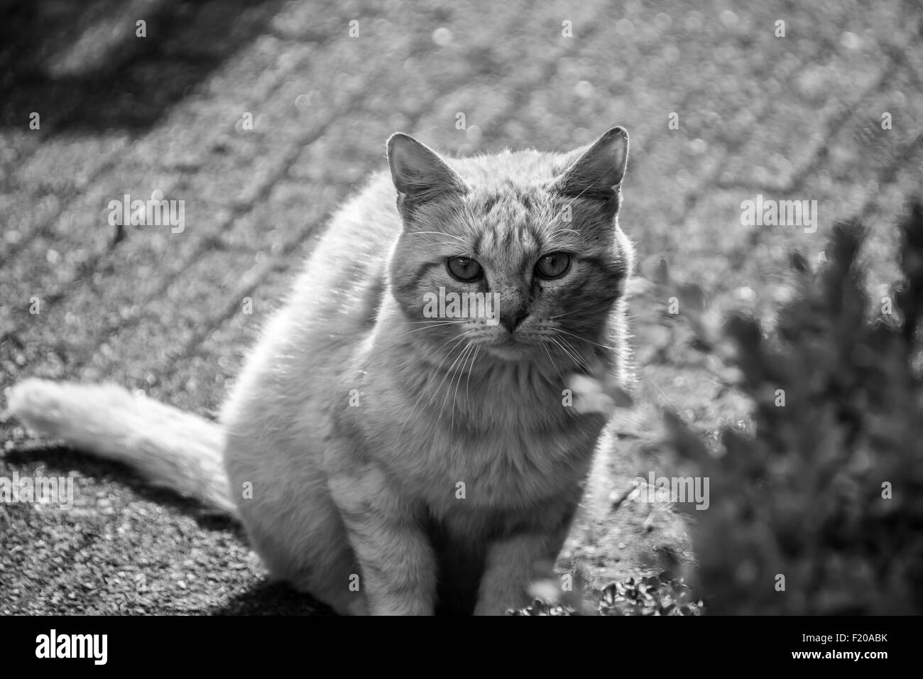 Chat adorable à regarder en noir et blanc de l'appareil photo Banque D'Images