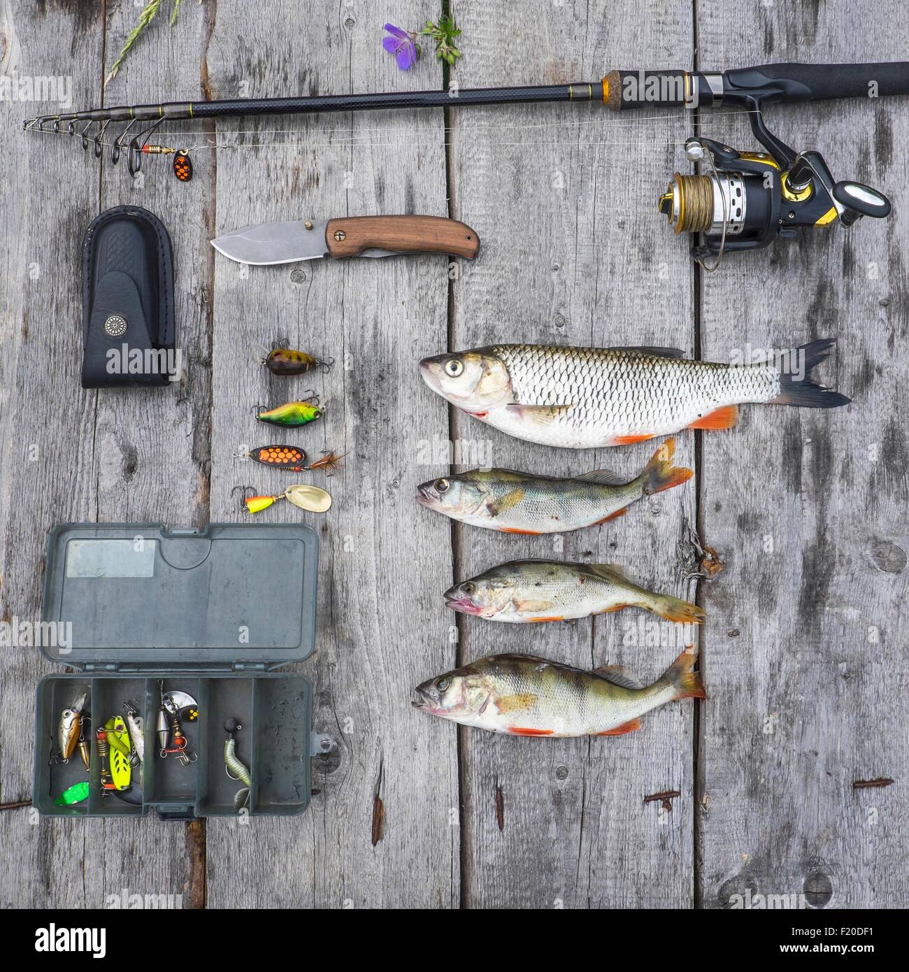 Encore des frais généraux vie de quatre poissons et du matériel de pêche Banque D'Images