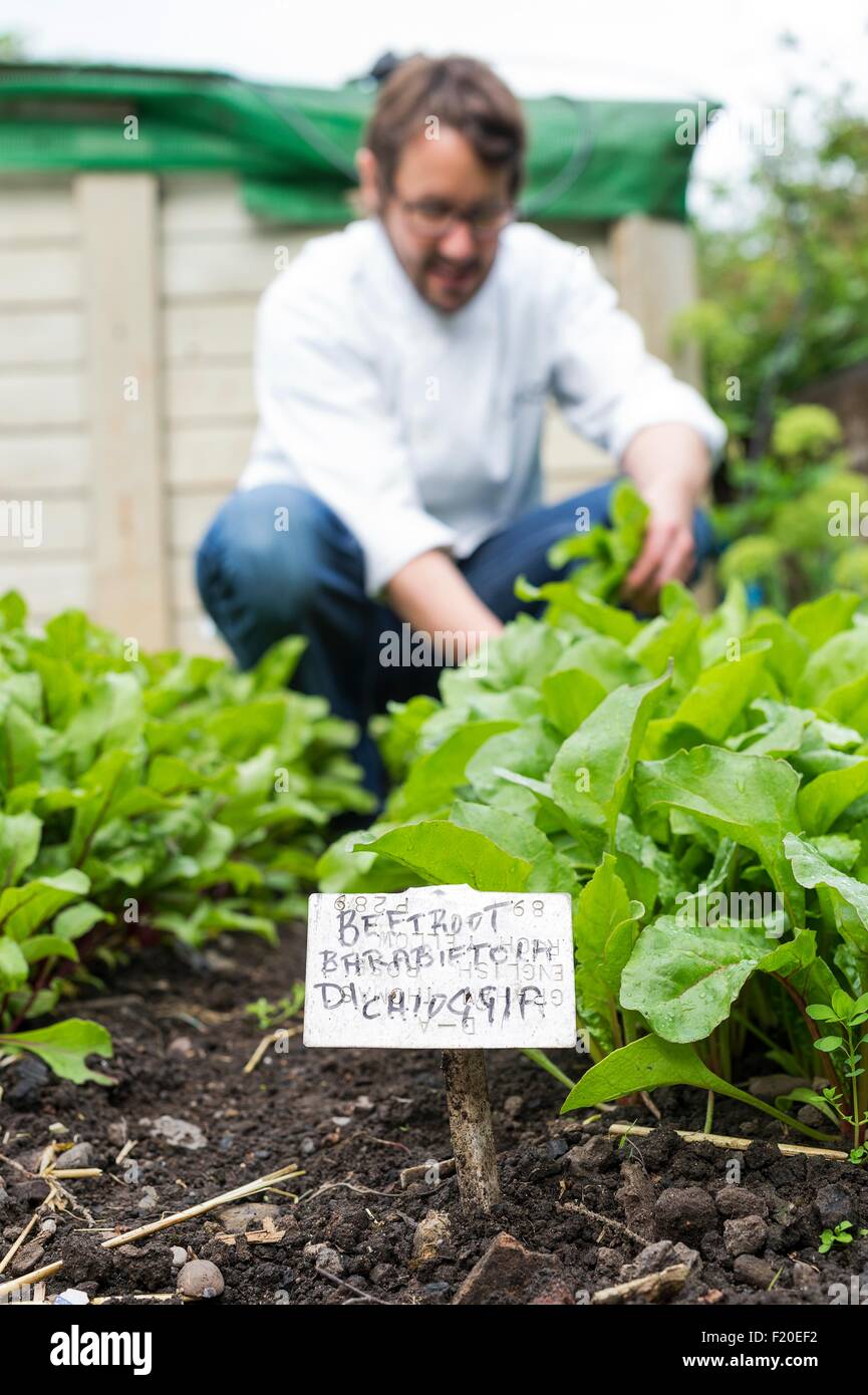 Man picking fresh vegetables Banque D'Images