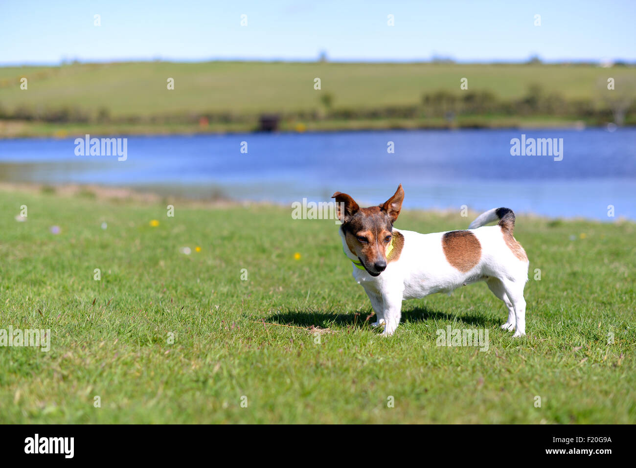 Adorable petit Jack Russell Terrier tricolore debout sur l'Herbe sur le bord du Lac Banque D'Images