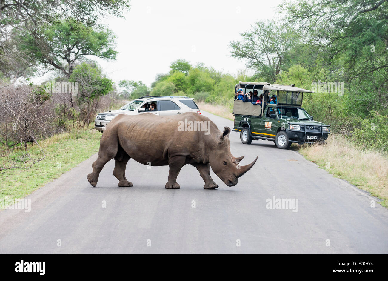 Les rhinocéros noirs en Kruger National Park, Afrique du Sud Banque D'Images