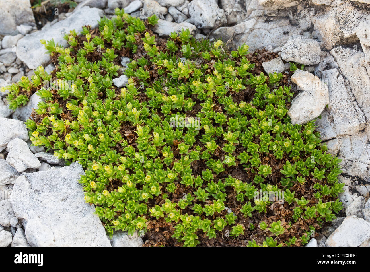 Saxifraga sedoides. Setolosa Sassifraga. Banque D'Images
