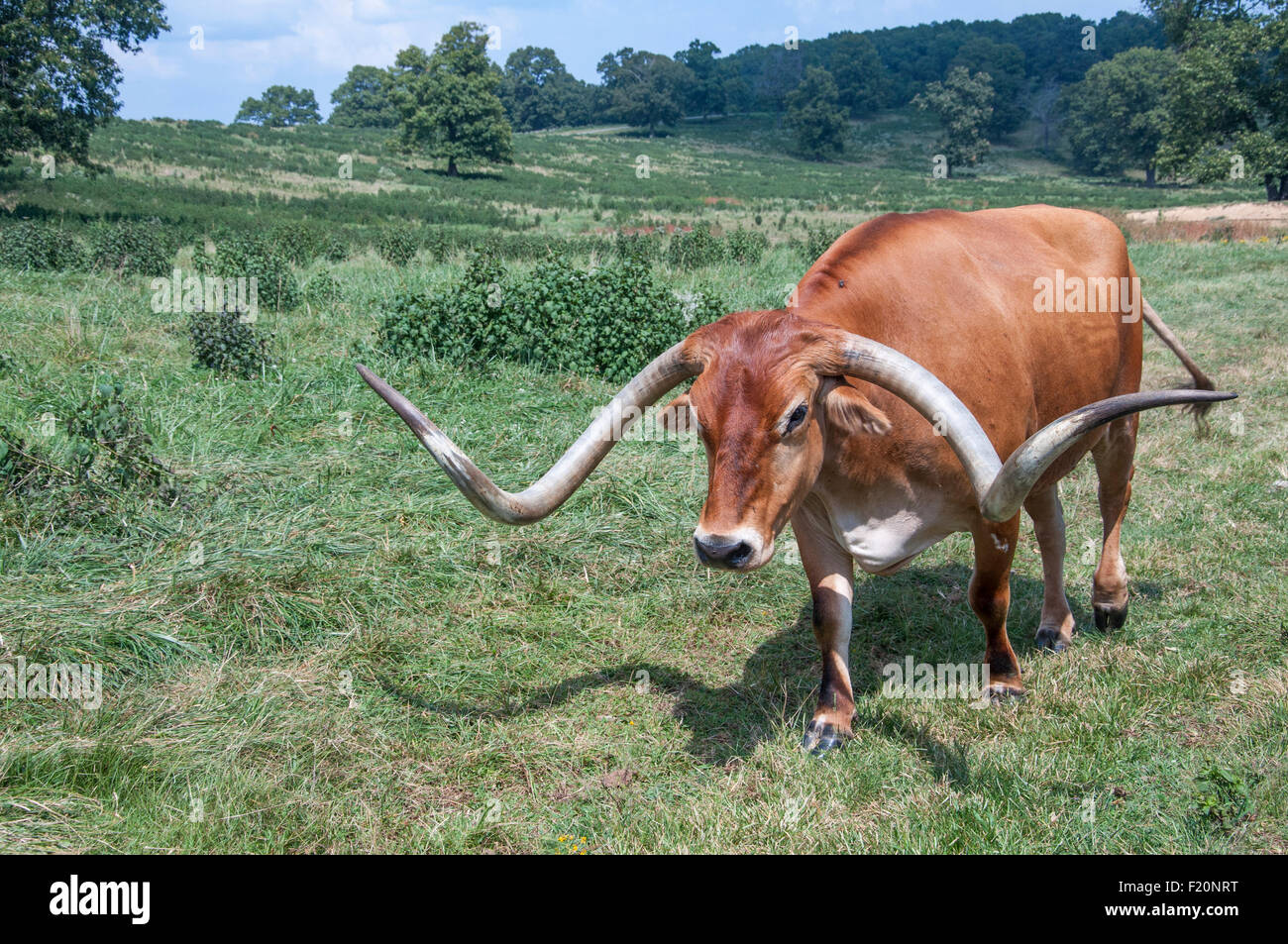 Dans pâturage vache Texas Longhorn Banque D'Images