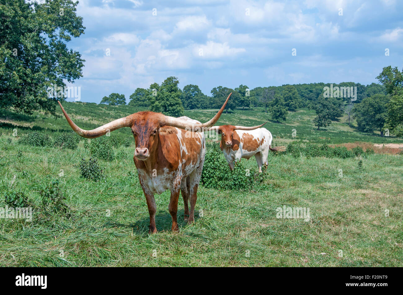 Texas longhorns bêtes dans le pré Banque D'Images