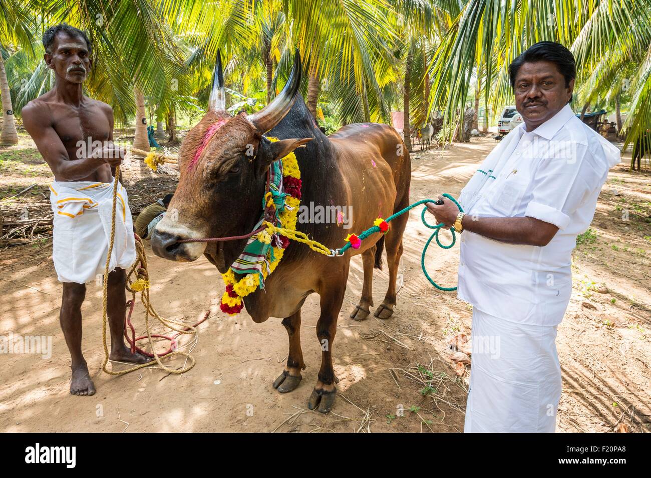 L'Inde, l'Etat du Tamil Nadu, pour Jalikattu Palamedu, zébu champioships Banque D'Images