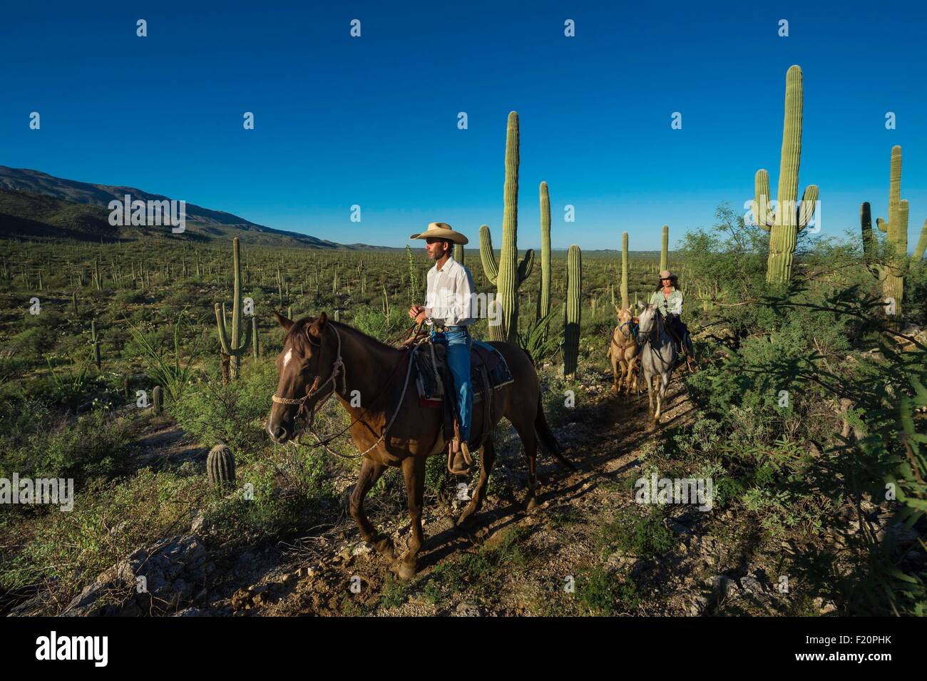 United States, Arizona, Tucson, Tanque verde Ranch, Sanguaro Parc National, randonnée à cheval Banque D'Images