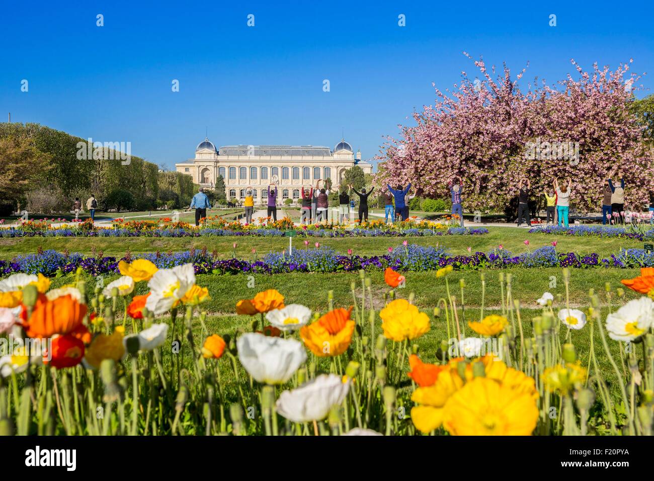France, Paris, Prunus en fleurs et tulipes au Jardin Botanique au printemps Banque D'Images