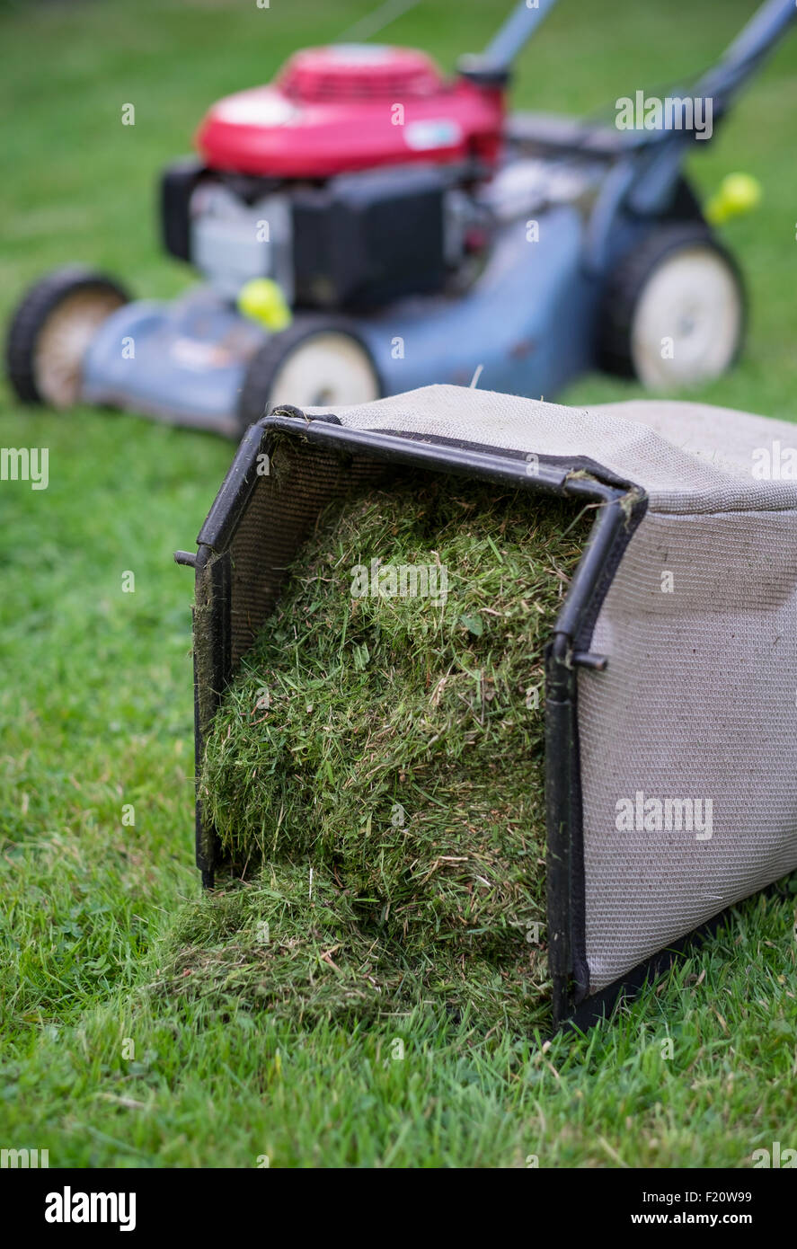 De la tondeuse à gazon après avoir coupé l'herbe Banque D'Images