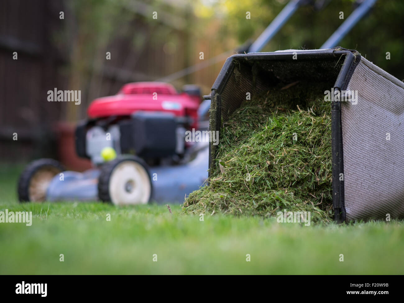 De la tondeuse à gazon après avoir coupé l'herbe Banque D'Images