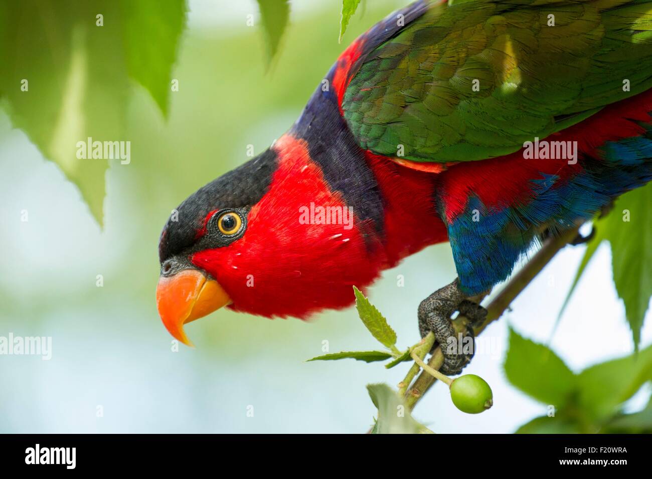 L'Indonésie, de la province des Moluques, à l'Est La Seram, Bula, Black-capped Lory (Lorius lory) dans un jardin, importés par le commerce illégal de Papouasie- Banque D'Images