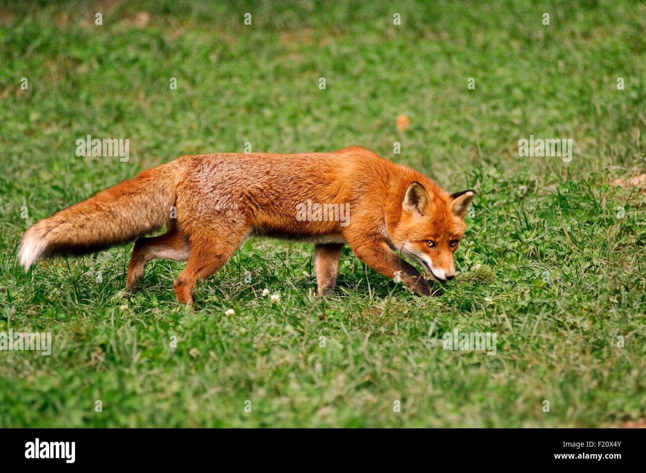 Le renard roux (Vulpes vulpes) Banque D'Images