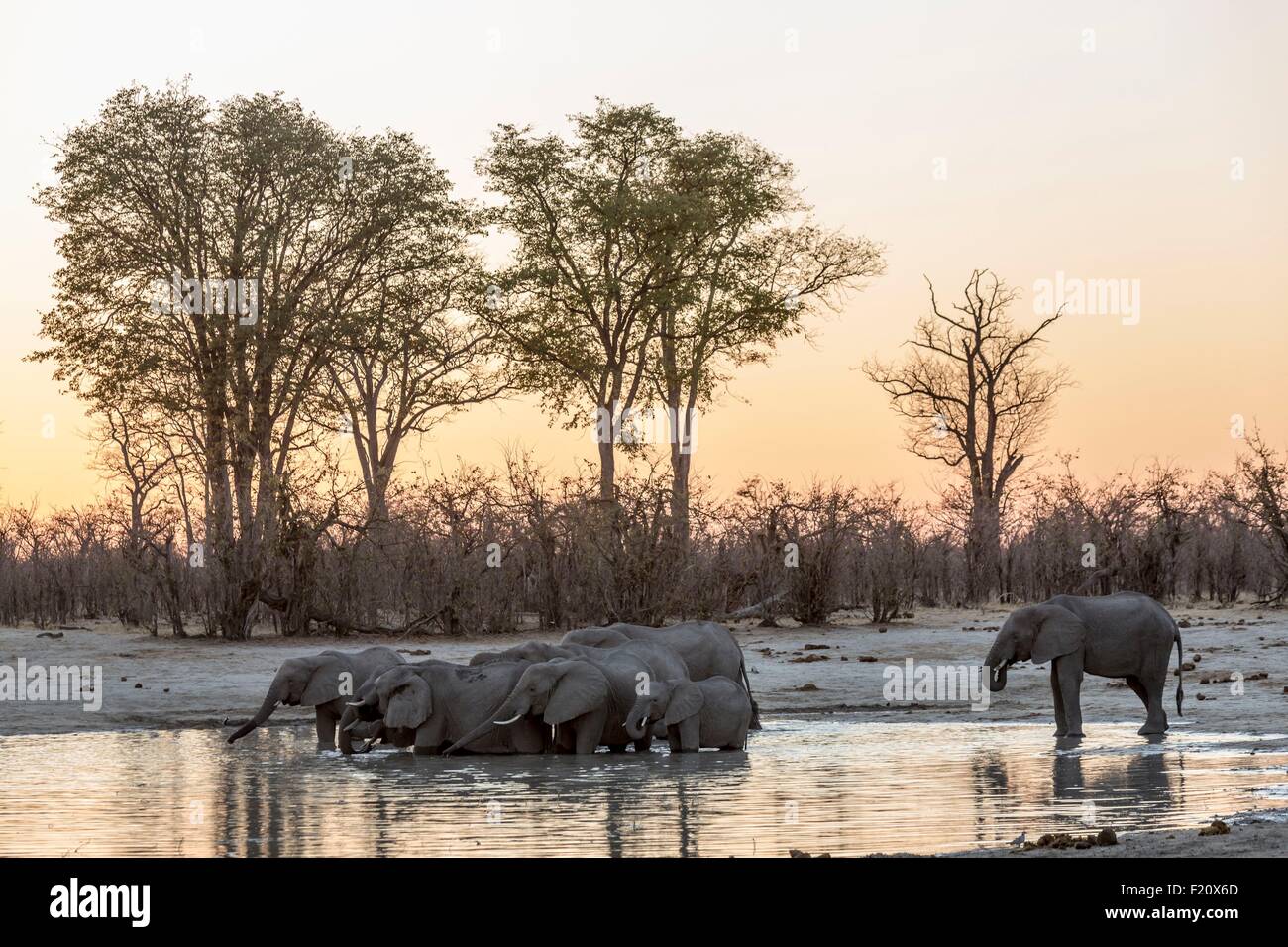 Le Botswana, Chobe, Savuti, elephant (Loxodonta africana), à un waterpoint au coucher du soleil Banque D'Images