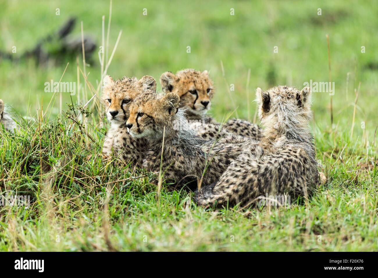 Kenya, Masai-Mara game reserve, le Guépard (Acinonyx jubatus), les louveteaux 4 mois après la pluie Banque D'Images