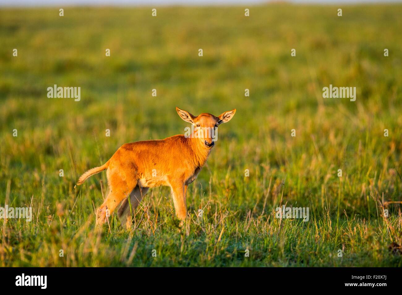 Au Kenya, la réserve Masai-Mara, topi (Damaliscus korrigum), des nouveau-nés Banque D'Images