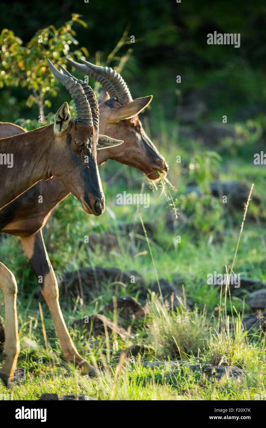 Au Kenya, la réserve Masai-Mara, topi (Damaliscus korrigum), les mâles Banque D'Images