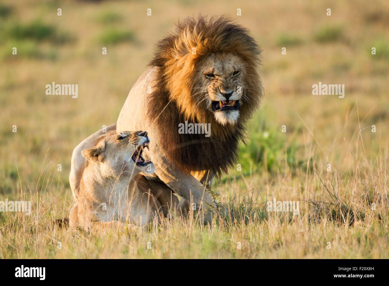 Au Kenya, la réserve Masai-Mara, lion (Panthera leo), l'accouplement Banque D'Images