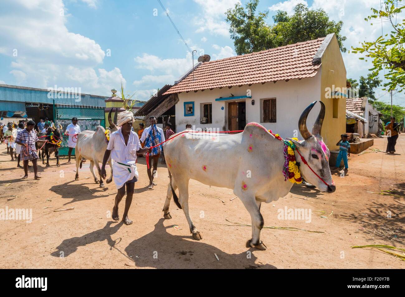 L'Inde, l'Etat du Tamil Nadu, pour Jalikattu Palamedu, zébu champioships Banque D'Images