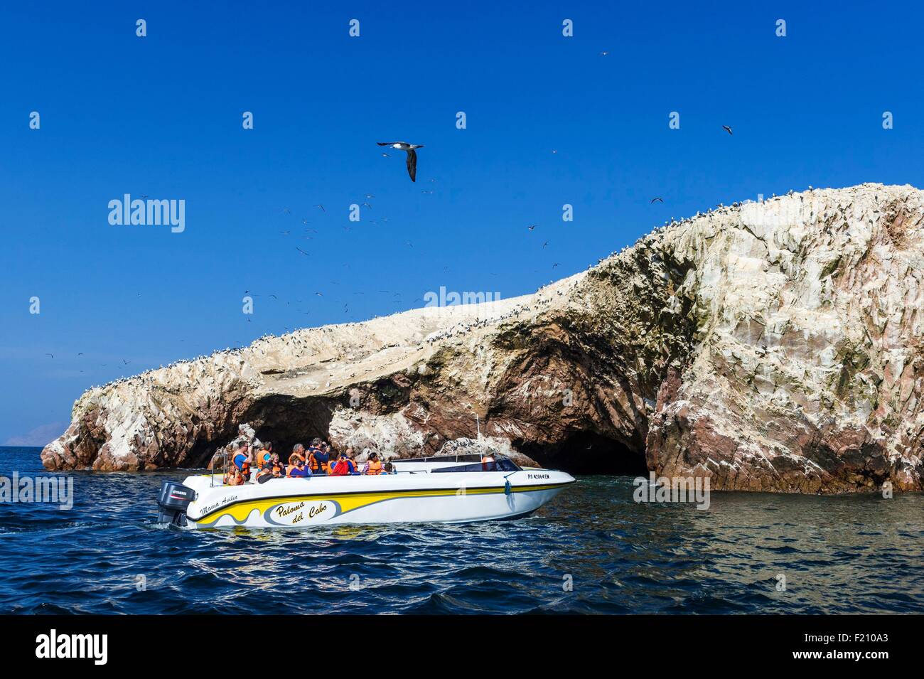 Pérou, province de Pisco, Iles Ballestas, excursion en bateau à travers la réserve nationale de Paracas, sanctuaire d'oiseaux où vivent de nombreuses colonies d'oiseaux marins qui produisent le guano utilisé comme engrais Banque D'Images