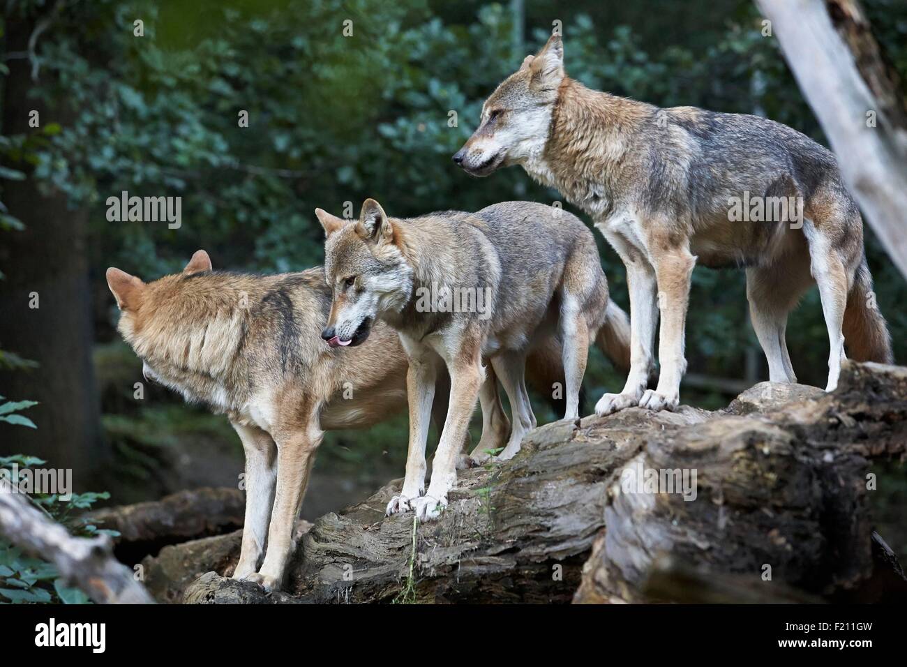 Autriche, Tyrol, Innsbruck, l'Alpenzoo, Eurasien wolf (Canis lupus lupus) Banque D'Images